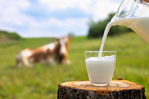 サムネイル もう牛乳を余らせない！大量消費レシピで牛乳を救済しよう！