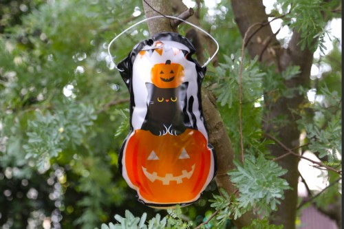 カルディ】売り切れ必至！カワイイ ハロウィンの黒猫グッズを手に入れ