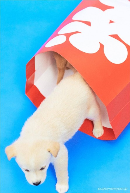 NŗeTvWFNgw#PUPPY NEW YEARx