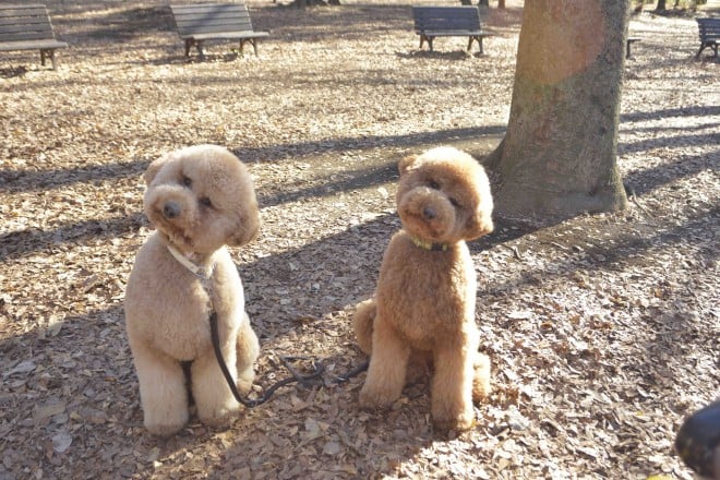 ʐ^WwZIPI WWvv PHOTO BOOKx