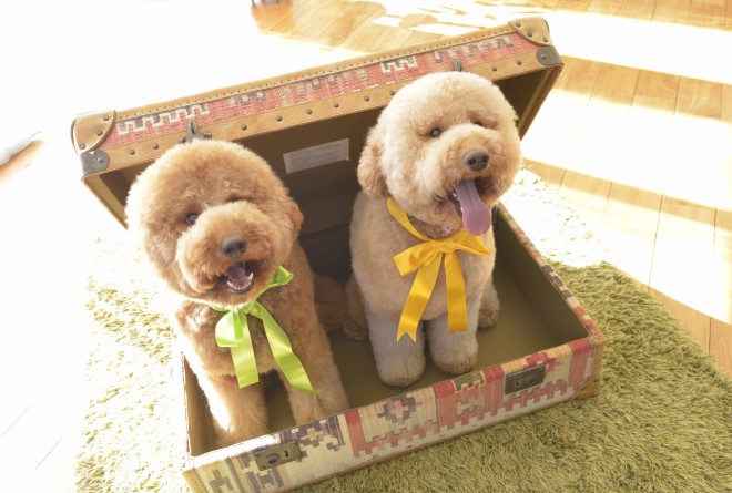 ʐ^WwZIPI WWvv PHOTO BOOKx