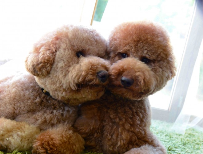 ʐ^WwZIPI WWvv PHOTO BOOKx