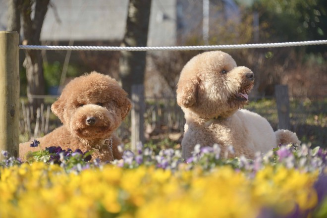 ʐ^WwZIPI WWvv PHOTO BOOKx