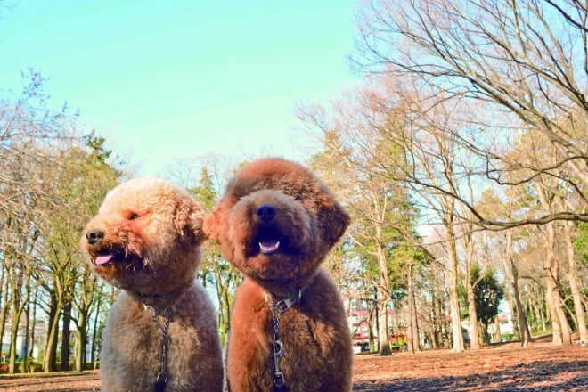 ʐ^WwZIPI WWvv PHOTO BOOKx