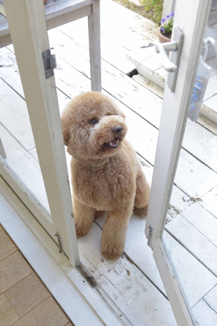 ʐ^WwZIPI WWvv PHOTO BOOKx