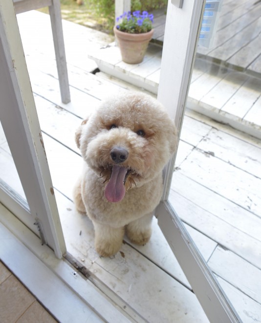 ʐ^WwZIPI WWvv PHOTO BOOKx