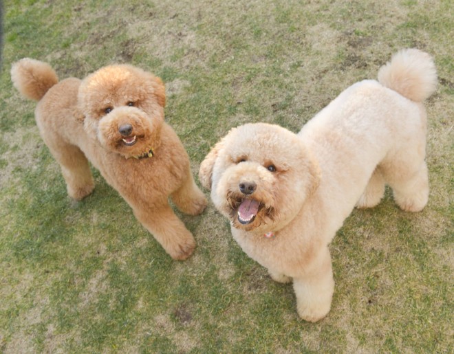 ʐ^WwZIPI WWvv PHOTO BOOKx