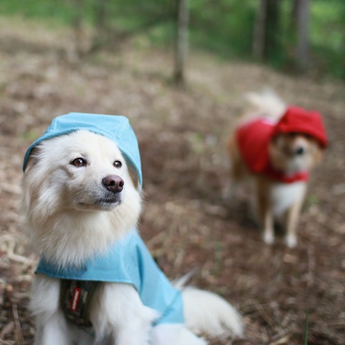 J̓̎UɎgwDeLoreanspCR[gx