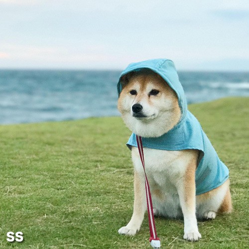 J̓̎UɎgwDeLoreanspCR[gx