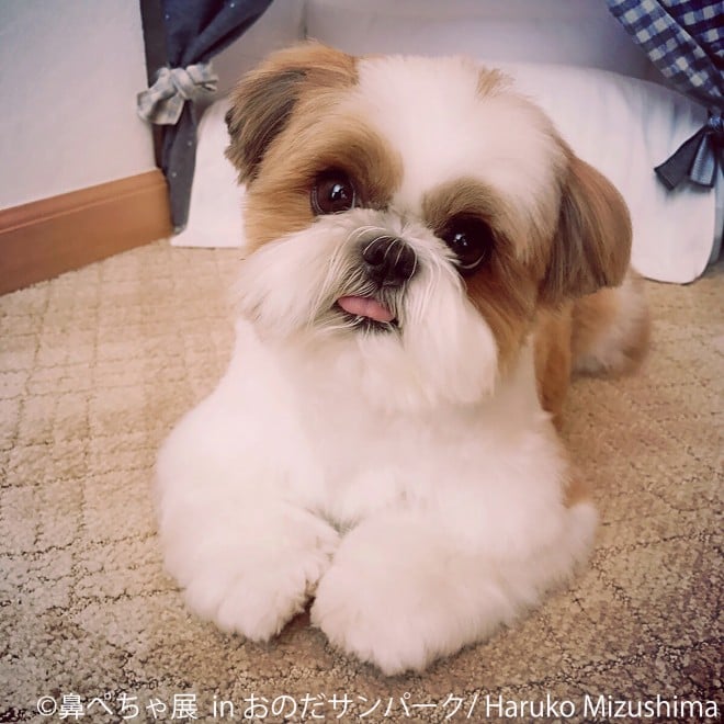 ʐ^Ww@؂W in ̂Tp[Nx