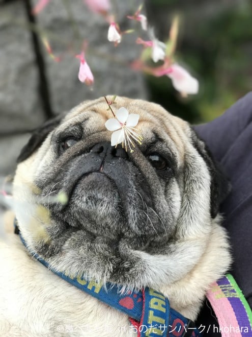 ʐ^Ww@؂W in ̂Tp[Nx