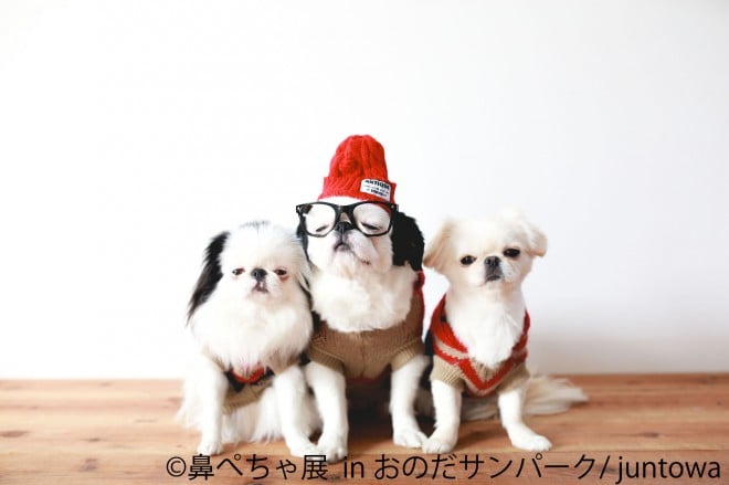 ʐ^Ww@؂W in ̂Tp[Nx