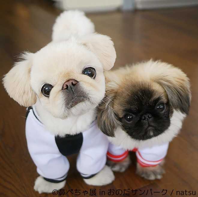 ʐ^Ww@؂W in ̂Tp[Nx