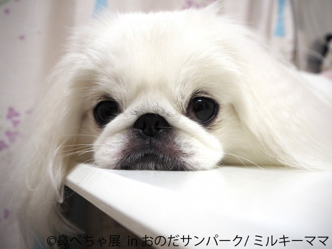 ʐ^Ww@؂W in ̂Tp[Nx