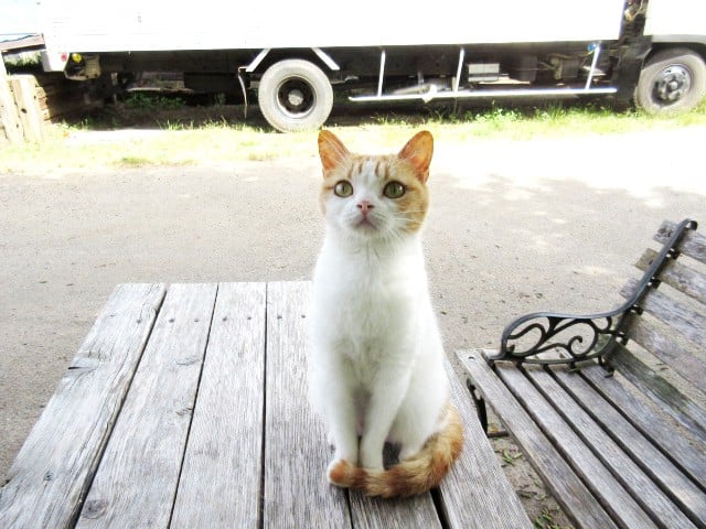 画像 写真 画像 癒しのネコ写真集 人気猫カフェ潜入 可愛いねこ写真まとめ328枚目 Eltha エルザ