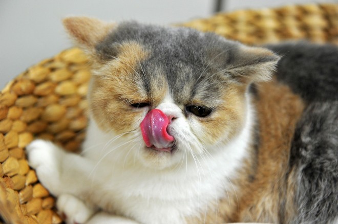 画像 写真 画像 癒しのネコ写真集 人気猫カフェ潜入 可愛いねこ写真まとめ159枚目 Eltha エルザ