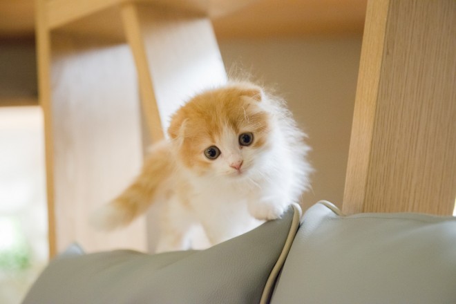 画像 写真 画像 癒しのネコ写真集 人気猫カフェ潜入 可愛いねこ写真まとめ300枚目 Eltha エルザ