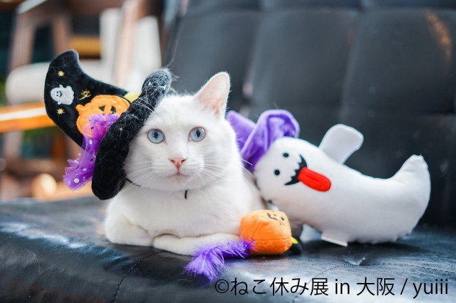 画像 写真 画像 癒しのネコ写真集 人気猫カフェ潜入 可愛いねこ写真まとめ81枚目 Eltha エルザ