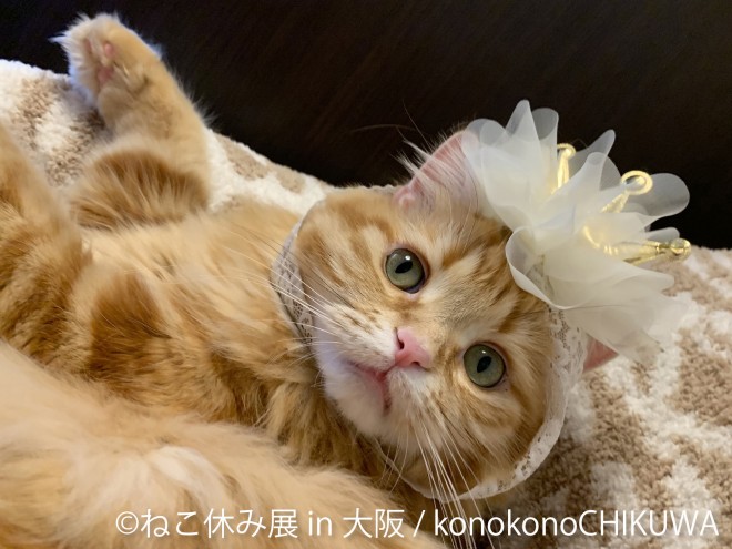 画像 写真 画像 癒しのネコ写真集 人気猫カフェ潜入 可愛いねこ写真まとめ81枚目 Eltha エルザ