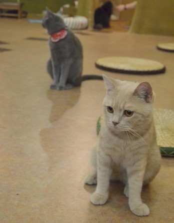 Oɂ̂ueBbVV[gwÃuLycatcafeĂ܂̂z