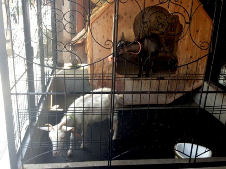 vv̎Ԃ߂TNƃVRyuJtFz