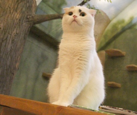 ŔL̂Ă܂肿ycatcafeĂ܂̂z