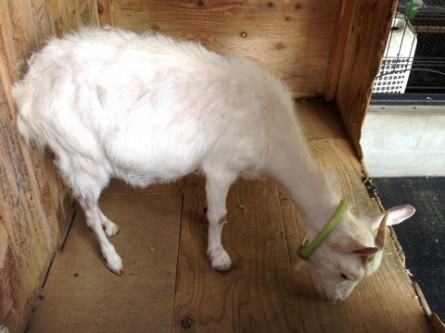 JtFɗq₷aJ̃AChłyuJtFz