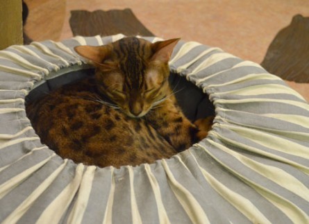 xK̃hV[ycatcafeĂ܂̂z