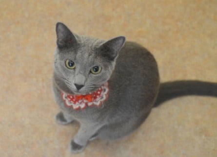 VAu[̂ycatcafeĂ܂̂z