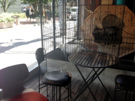 TNƃVR̂̓JtFeXɂ܂yuJtFz