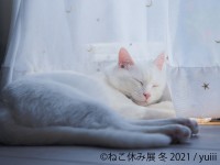 猫の合同写真展＆物販展「ねこ休み展 冬 2021」