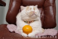猫の合同写真展＆物販展「ねこ休み展 冬 2021」