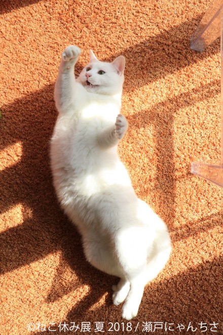 画像 写真 フォトギャラリー 癒しのネコ写真集 人気猫カフェ潜入 可愛いねこ写真まとめ418枚目 Eltha エルザ