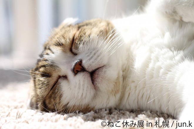 画像 写真 フォトギャラリー 癒しのネコ写真集 人気猫カフェ