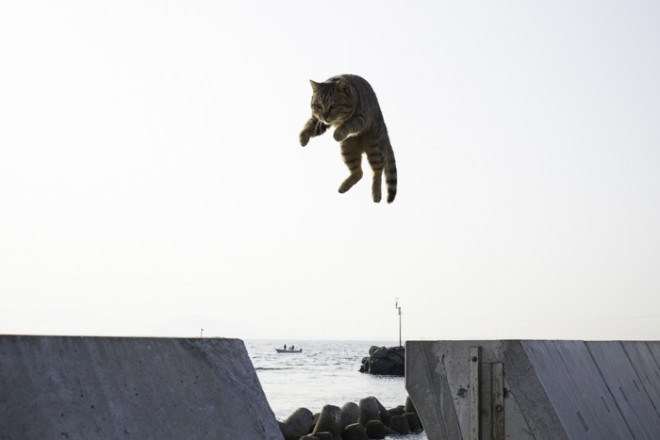 画像・写真 | 癒しのネコ写真集、人気猫カフェ潜入… 可愛いねこ写真