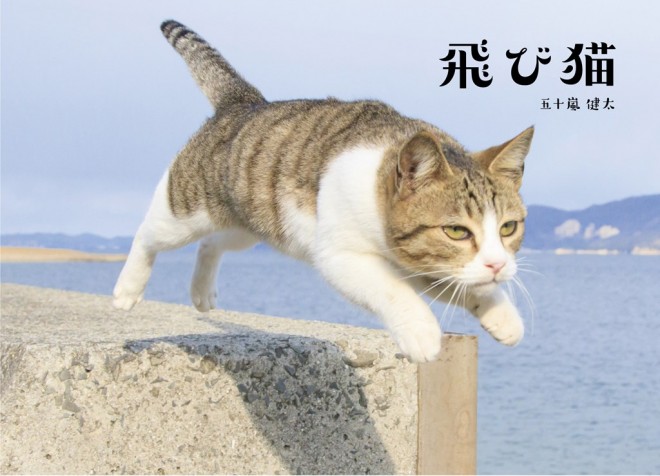 画像 写真 癒しのネコ写真集 人気猫カフェ潜入 可愛いねこ写真まとめ105枚目 Eltha エルザ