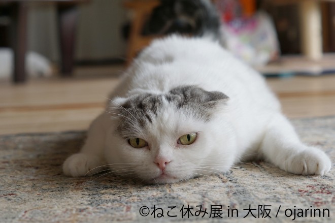画像 写真 癒しのネコ写真集 人気猫カフェ潜入 可愛いねこ写真まとめ98枚目 Eltha エルザ