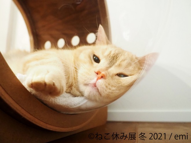 画像 写真 癒しのネコ写真集 人気猫カフェ潜入 可愛いねこ写真まとめ80枚目 Eltha エルザ