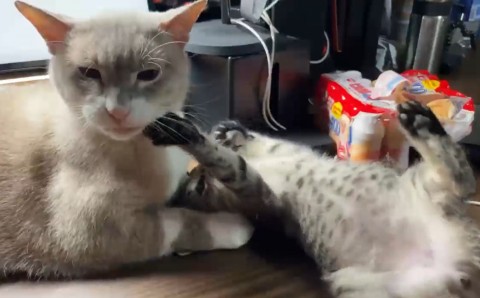 短足猫家族「まいる」がSNSで人気、“携帯音痴”乗り越え「猫いる生活