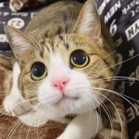 インスタで人気のスター猫・すずめ（＠suzume0513）