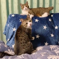 インスタで人気のスター猫・すずめ＆うなぎ（＠suzume0513）
