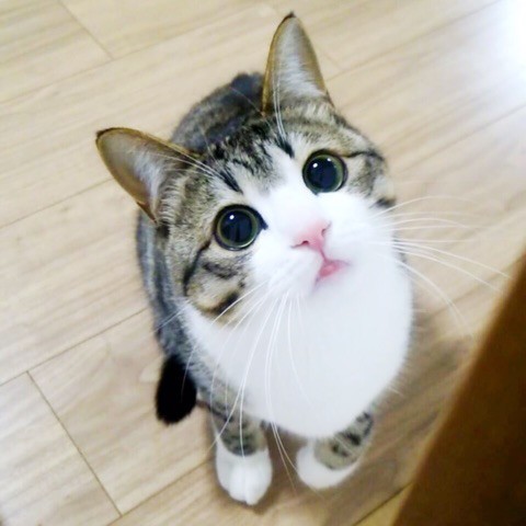 日本一の猫アカウント すずめ と うなぎ 飼い主明かす愛猫の一瞬のかわいさを写すワザ Eltha エルザ