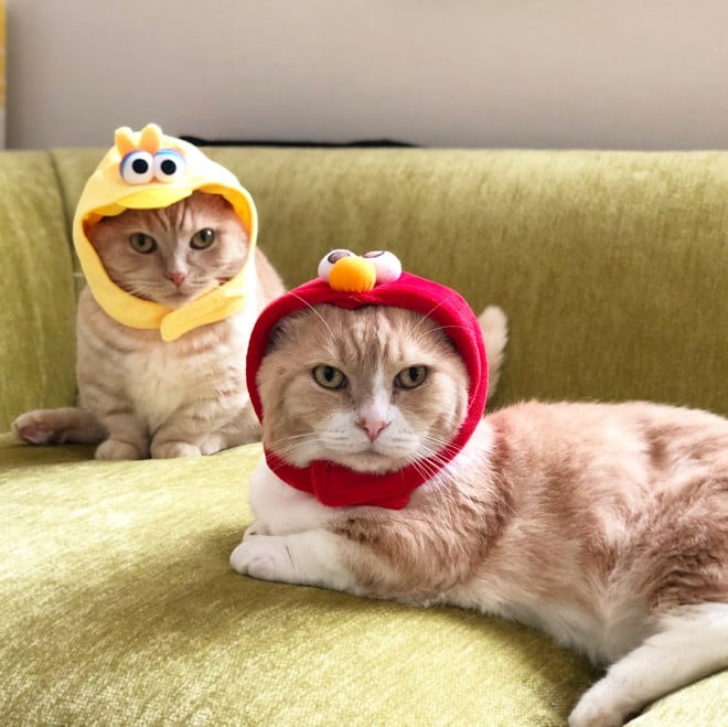 \̂܂Ƃザeqiyuriyuri4mamaj