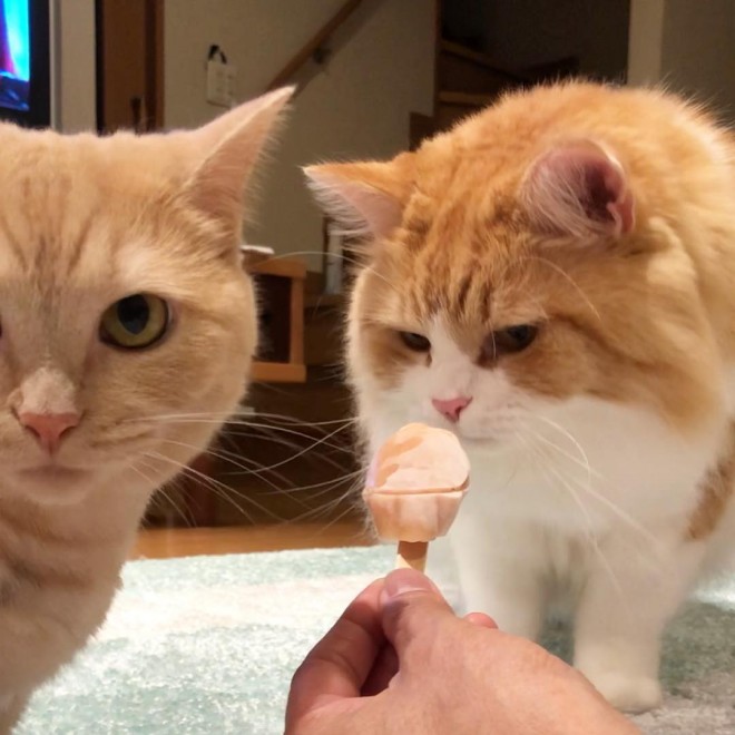 iʐ^jザ  łiyuriyuri4mamaj