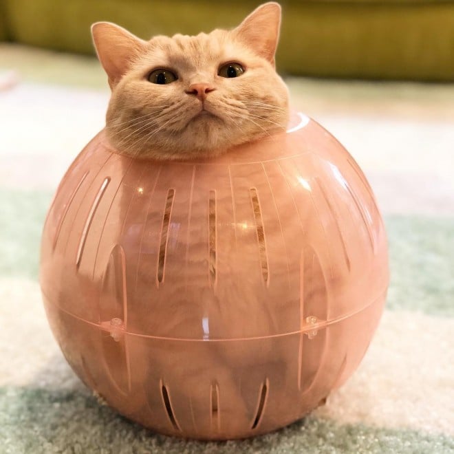 Ђ@ꔭԂ̂ザiyuriyuri4mamaj