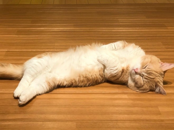 sVǂQ̂܂iyuriyuri4mamaj