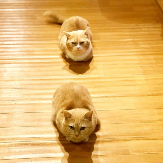 c񒓎ԁH 낪܂iyuriyuri4mamaj