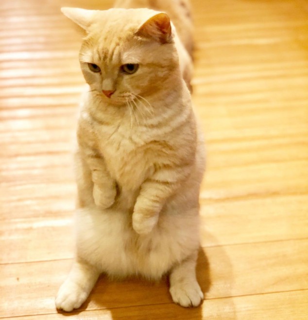 画像 写真 猫 インスタで人気の短足猫 まいる一家フォトギャラリー19枚目 Eltha エルザ