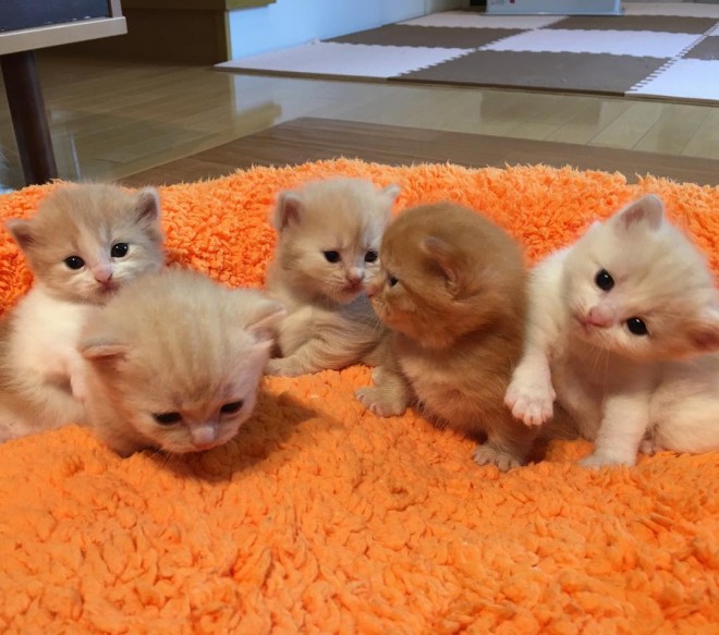 ps[̎̂ザAa̓eiyuriyuri4mamaj