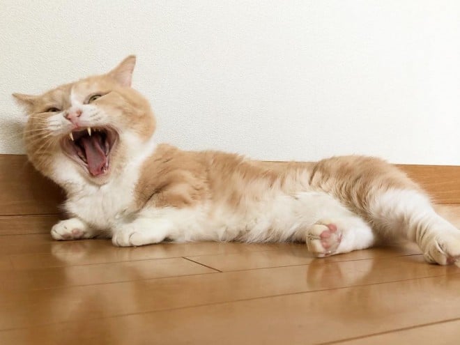 [Iƒ߂̂܂iyuriyuri4mamaj